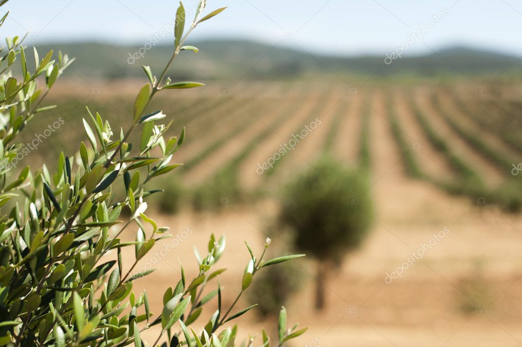 Equipo tomando muestras de suelo en distintas parcelas de olivar