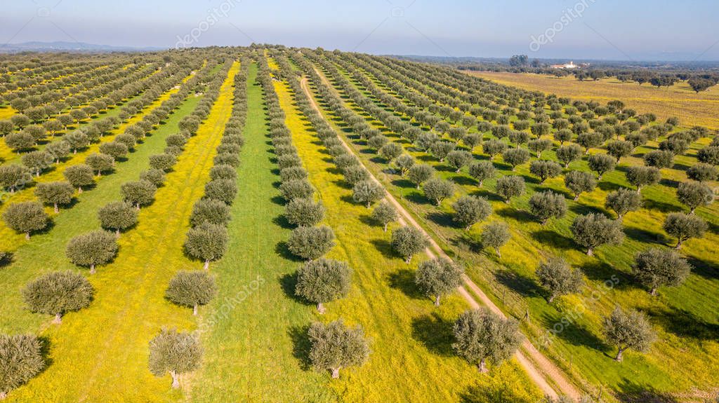 Vista aérea de olivar con diferentes tonos de verde según el vigor de los árboles