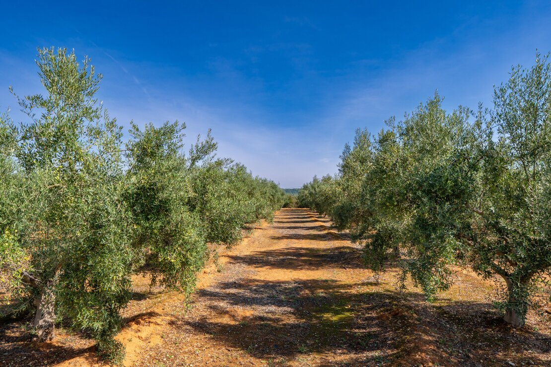 Aplicación de enmienda orgánica en un olivar con tractor