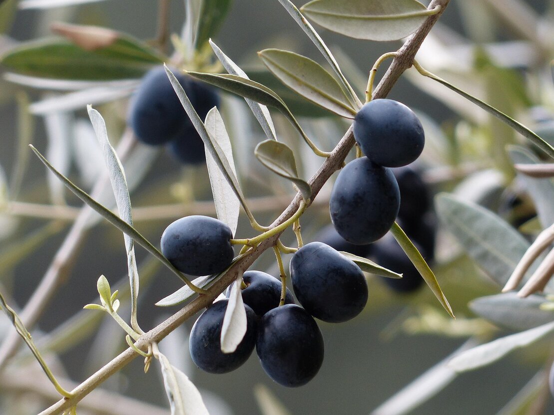 Aplicación de enmienda orgánica en una plantación de olivar